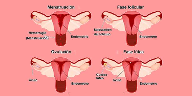 menstruacion foto
